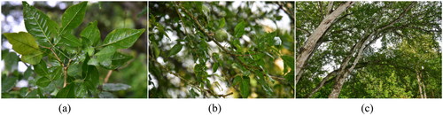 Figure 1. Images of Aegle marmelos (L.) Correa 1800: (a) Leaves; (b) fruit; (c) whole plant. A. marmelos is a deciduous small tree, approximately 10 m tall, with leaflets featuring numerous oil glandular dots. The leaflets are broadly ovate or long elliptic, measuring 4–12 cm in length. terminal leaflets are larger and long-stalked, while lateral leaflets are subsessile with shallowly obtuse serrations. The fruit measures 10–12 cm in height and 6–8 cm in diameter, displaying a light greenish-yellow color, smooth texture, and a hard woody pericarp, approximately 3–4 mm thick. The fruit stalk is 4–6 cm long, and the seeds, numerous in quantity, are compressed ovoid with transparent gum. The testa is wooly, and cotyledons emerge during germination. These photos were captured by a local professional team in Xishuangbanna County, Yunnan Province, China.