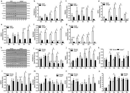 Figure 5. shAtg7 and bnip3-/- myoblasts display altered mitochondrial network-related signaling and content. Representative immunoblots (a) and quantitative analysis (b, c, d, e, f, g) of PPARGC1A, DNM1L, OPA1, VDAC1, SLC25A4, and CYCS in SCR and shAtg7 cells during differentiation. Representative immunoblots (h) and quantitative analysis (i, j, k, l, m, n, o) of PPARGC1A, DNM1L, OPA1, VDAC1, SLC25A4, CYCS, and SOD2 in Scram and bnip3-/- cells during differentiation. Also shown are representative GAPDH and ACT loading control blots. *p < 0.05 compared to D0 (within group). †p < 0.05 between groups at the same time point.