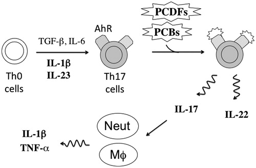 Figure 5. A proposed mechanism of TH17 cell activation and subsequent inflammatory responses in Yusho patients. Yusho patients ingested several dioxins such as PCBs or PCDFs in contaminated rice oil that then acted as ligands for AhR expressed by TH17 cells. Binding to AhR may have activated TH17 cells, which then secreted large amounts of IL-17 that stimulated neutrophils and macrophages that, in turn, secreted IL-1β and TNFα to induce inflammatory responses. High levels of IL-1β and IL-23 induce TH17 cell differentiation from TH0 cells. However, the TH17 cells in Yusho patients might secrete IL-17 but not IL-22. Cytokines measured in this study are in bold. Neut, neutrophil; MΦ, macrophage.