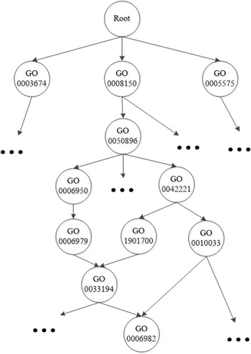 Figure 1. A fraction of the GO taxonomy. Reprinted from [Citation24].