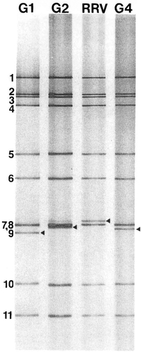 Figure 3 Polyacrylamide gel electrophoretic patterns of the genome segments from RRV and the G1, G2, and G4 reassortant strains that compose the tetravalent RRV-based vaccine (Rotashield). The strains all contain 10 RRV genes and differ only in the gene segment encoding the VP7 protein, which migrates in the seventh (RRV) or ninth (reassortants) position, as designated by arrowheads.