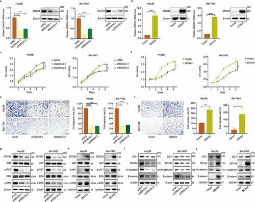 Figure 2. DDX24 regulates proliferation and migration of HCC cells. (a, b) Efficacy of DDX24 knockdown (a) or overexpression (b) in Hep3B and Bel-7402 cells was analyzed by the RT-qPCR and western blot analysis. (c, d) Cell viability was detected by CCK-8 assays after Hep3B and Bel-7402 cells transfecting with DDX24-specific shRNAs (c) or DDX24 plasmid (d). (e, f) Cell migration rates of Hep3B and Bel-7402 cells transfected with shRNAs (e) or DDX24 plasmid (f) were measured by trans-well assays, and representative qualification was shown in the right panel. Scale bar = 100 μM. (g-j) Western blot analysis of DDX24, AKT, p-AKT, ERK, p-ERK, ZO-1, N-cadherin and β-catenin expression after DDX24 knockdown or overexpression in Hep3B and Bel-7402 cell lines. β-actin or GAPDH was used as the loading control. The results were shown as means ± SD, *p < .05, ** p < .01, *** p < .001, *** p < .0001; n. s., not significant.