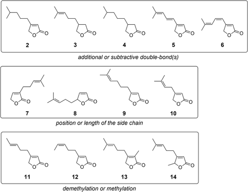 Figure 2. Structures of various analogs 2–14 of DAMASCENOLIDETM (1) as our synthetic targets.
