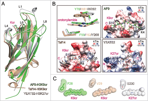 Figure 1. Molecular details of crotonyllysine recognition by YEATS domains. (A) Superimposition of AF9-H3K9cr, Taf14-H3K9cr, and YEATS2-H3K27cr complex structures. YEATS proteins and H3 peptides are depicted as cartoon, with sidechains of crotonyllysine shown as sticks. The color code is given in the bottom-right corner, and the same code is applied throughout the entire figure. (B) Aromatic-π-aromatic stacking and electrostatic potential surfaces ranging from −10 to +10 (kT/e) of AF9, Taf14, and YEATS2 YEATS domains. Key aromatic residues, crotonyllysine sidechains, and H3 peptides are shown as sticks. Oxygen atoms: red; Nitrogen atoms: blue. The W81 side chain of Taf14 is shown in dual conformation. (C) Relative positions of space-filling crotonyllysine and adjacent loop 1 residue in AF9, Taf14, and YEATS2 YEATS domain structures.