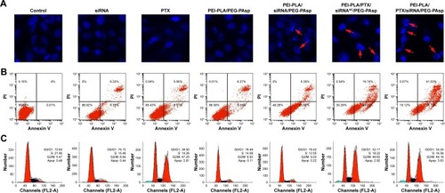Figure 7 (A) Nuclear morphology, (B) cell apoptosis, and (C) cell cycle change in A549 cells 48 h after treatment with various formulations. Each row, from top to bottom, presents Hoechst staining of cell nuclei, quantitative detection of apoptotic cells, and cell cycle study. For Hoechst staining, cells were stained with Hoechst 33258 reagent at a concentration of 5 µg/mL for 10 min. For the cell apoptotic assay, cells were stained with Annexin V-FITC/PI for 15 min. For the cell cycle assay, cells were stained with PI (50 µg/mL) for 1 h. Chromatin condensation, nuclear fragmentation, and chromosome abnormalities were found in the PEI-PLA/siRNA/PEG-PAsp, PEI-PLA/PTX/siRNAN.C/PEG-PAsp and PEI-PLA/PTX/siRNA/PEG-PAsp groups (arrows).Abbreviations: FITC, fluorescein isothiocyanate; PI, propidium iodide; PTX, paclitaxel; PEI-PLA, polyethyleneimine-block-polylactic acid; PEG-PAsp, poly(ethylene glycol)-block-poly(L-aspartic acid sodium salt).