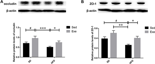 Figure 7 Expressions of TJs in mice colon. (A) The protein expressions of occludin and (B) ZO-1 in the colon were detected by immunoblotting. The results were represented as mean±SEM (n= 6 each group). *P <0.05, **P <0.01, ***P<0.001, compared to HFD + Sed group; #P<0.05, compared to SD + Sed group.
