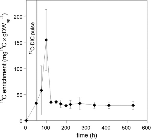 Figure 4. Changes in sponge bulk tissue 13C-enrichment after a pulse of 13C-labelled sodium bicarbonate (2353 μM 13C-DIC).