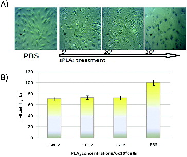 Figure 4. (A) Kinetics of RPE-1 cells treatment with PLA2 (1.5 × 10−6 mol L−1 and Trypan blue staining at 30 min). (B) In vitro cytotoxic effect of pure sPLA2 (0.5 to 1.5 × 10−6 mol L−1 on RPE-1 cells after two hours of exposure to different snake venom sPLA2 concentrations.