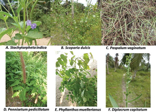 Fig. 1 (Colour online) Plant species growing in CILY-affected coconut farms of Grand-Lahou identified as potential alternative hosts for the CILY phytoplasma.