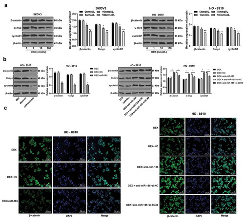 Figure 5. DEX inactivates the Wnt/β-catenin signaling pathway via the miR-185/SOX9 axis. A-B, protein expression of key factors in Wnt/β-catenin signaling pathway (β-catenin, C-myc and cyclinD1) detected using Western blot analysis; C, fluorescence intensity of β-catenin evaluated using immunofluorescence assay; the experiment was performed for 3 times and two-way ANOVA was used to determine statistical significance in panels A/B; *, p < 0.05; **, p < 0.01