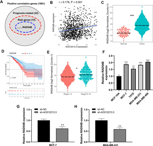 Figure 5 Identification of RAD54B as a target gene of AC012213.3.