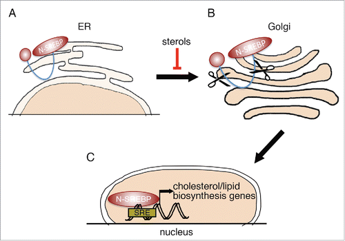 Figure 1. SREBP processing. (A) SREBP transcription factors are synthesized as inactive precursors (P-SREBP), retained at the membrane of the ER. When intracellular sterol levels become low, P-SREBP is released from the ER membrane and is translocated to the Golgi apparatus. (B) SREBP in the Golgi apparatus undergoes 2 sequential proteolytic cleavage events. (C) The N-terminal part of SREBP (N-SREBP), containing a transcriptional activation domain and a DNA binding domain, is translocated to the nucleus, where it can bind sterol response elements (SREs) and regulate the expression of associated target genes.