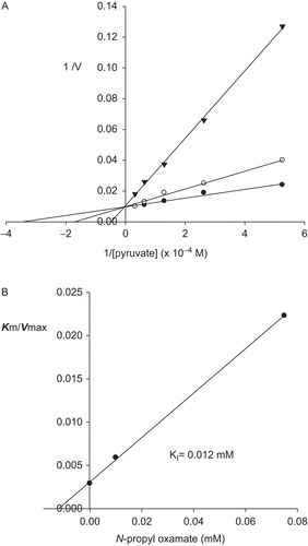 Figure 3.  Effect of pyruvate on the inhibitory activity of N-propyl oxamate on mouse LDH-C4. (A) Reciprocal values of V were calculated taking the maximum activity without inhibitor as 100%. (•) Assays without inhibitor, (◯) with 0.01 mM, (▾) with 0.075 mM of the N-propyl oxamate. (B) Determination of dissociation constant from re-plot of slope values against inhibitor concentrations.