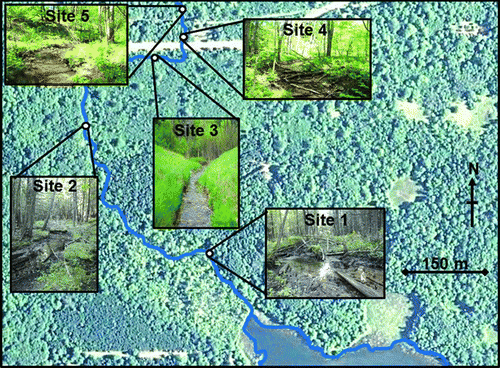 Figure 1 Aerial photograph (Google Earth 2010) of the study area showing Fairbanks Creek and the location and photographs of our five collecting sites