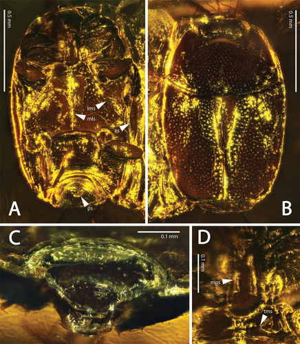 Figure 1. Eulomalus balticus sp. nov. A – ventral view (ps = pygidial sculpture); B – dorsal view; C – head, frontal view; D – prosternal keel, mesoventrite (mps = marginal prosternal stria, tms = transverse mesoventral stria).