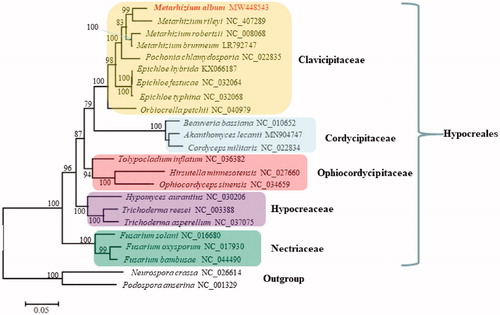 Figure 1. Phylogenetic analysis of Hypocreales species based on mitochondrial nucleotide sequences. We used all species of Clavicipitaceae and representative species of all other families with available mitogenomes in Hypocreales in January, 2021. Two Sordariales species (Podospora anserine and Neurospora crassa) were used as outgroups. The whole mitogenome sequences (or exonic sequences in cases with alignment difficulties) of these species were aligned and trimmed using the HomBlocks pipeline (Bi et al. Citation2018), resulting in an alignment of 6911 characters. Phylogenetic reconstruction was performed using the maximum likelihood approach as implemented in RAxML v8.2.12 (Stamatakis Citation2014). Support values were given for nodes that received bootstrap values ≥ 70%. GenBank accession numbers followed after fungal taxon names.