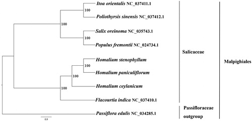 Figure 1. The best ML phylogeny recovered from 9 complete plastome sequences by RAxML. Accession numbers: Homalium paniculiflorum (this study, GenBank accession number: MK033523), Homalium stenophyllum (this study, GenBank Accession number: MK033524), Homalium ceylanicum (this study, GenBank accession number: MK033525), Itoa orientalis NC_037411.1, Poliothyrsis sinensis NC_037412.1, Salix oreinoma NC_035743.1. Populus fremontii NC_024734.1, Flacourtia indica NC_037410.1; outgroup: Passiflora edulis NC_034285.1.