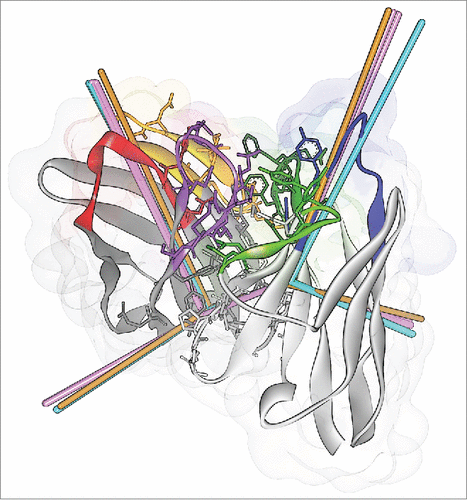 Figure 6. ABangle VH-VL orientation vectors calculated from the crystal structures of CD81K04 (cyan), CD81K13 (copper) and Rb86 (pink). The ribbon representation shows the crystal structure of CD81K04. Residues included in the VH-VL orientation fingerprint are shown in stick representation. Multiple vectors of the same color refer to multiple copies of the same Fv in the asymmetric unit of the respective crystal structure. CDR color coding as described in Fig. 1.