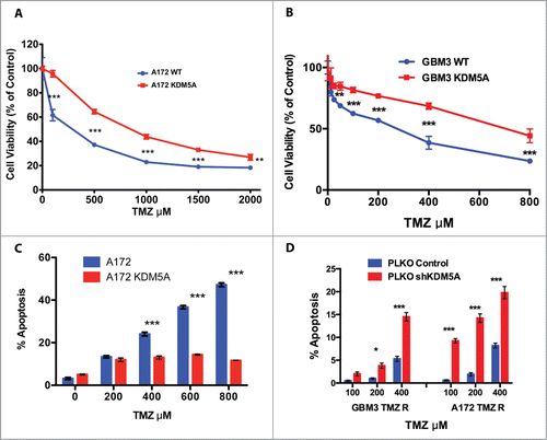 Figure 3. KDM5A is one of the determinants for TMZ resistance in GBM cells. (A) Cell viability measured by MTT assay in mock and KDM5A transfected A172 cells 48 hrs. after TMZ treatment (IC50 A172 WT: 243 µM; IC50 A172 KDM5A: 810 µM) . The observed differences were significant at P < 0.01 (**) or P < 0.001 (***) (2-way ANOVA and Bonferroni post-hoc). (B) Cell viability measured by MTT assay in mock and KDM5A transfected GBM3 cells 48 hrs. after TMZ treatment. IC50 for GBM3 WT and KDM5A were 183 and 641 µM, respectively. The higher IC50 value for GBM3 WT reported in this panel compared to Panel D of Figure 1 reflects the different incubation times in the 2 experiments (72 and 48 hrs). The observed difference were significant at P < 0.01 (**) or P < 0.001 (***) (2-way ANOVA and Bonferroni post-hoc). (C) Protection from apoptosis induced by TMZ by exogenous KDM5A. A172 cells mock or transiently transfected with KDM5A were treated with TMZ at different concentration and the level of apoptosis was measured after 24 hrs. by annexin V staining. The different sensitivity to apoptosis induced by TMZ in KDM5A and mock-transfected cells was highly significant (P < 0.0001) by linear regression analysis. (D) Silencing of the KDM5A gene sensitizes GBM cells to TMZ. Apoptosis is significantly induced by TMZ in GBM 3 and A172 TMZ-R derivatives transfected with shRNA-KDM5A and with the shGFP sequence. The cells were treated with TMZ 48 hrs. after transfection and apoptosis was measured by Annexin V staining 24 hrs after treatment. P < 0.05 (*) or P < 0.001 (***).