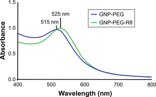 Figure 3 Ultraviolet–visible extinction spectra of GNP-PEG and GNP-PEG-R8 (400–800 nm). The surface plasmon resonance peaks of GNP-PEG and GNP-PEG-R8 were 515 nm and 525 nm, respectively.Abbreviations: GNP, gold nanoparticle; PEG, poly(ethylene glycol); R8, octaarginine.