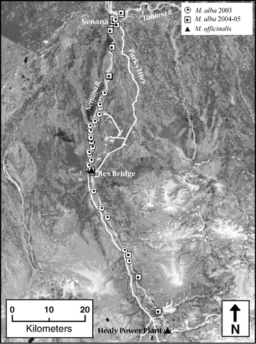 FIGURE 5 The distribution of Melilotus on the Nenana River, north of Denali National Park, Alaska. GPS locations of populations of M. alba and M. officinalis found in surveys conducted in 2003–2004 were plotted on LANDSAT imagery obtained 27 May 2002 image center, latitude 64.2167°N, 149.0040°W).