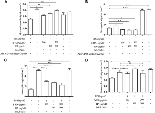 Figure 5 Effects of high concentrations of B-HA on the migration of human neutrophils and monocytes. (A) High concentrations (300 μg/mL) of 35 kDa B-HA and 1600 kDa HA promoted the migration of monocytes; the combination of 35 kDa B-HA and 1600 kDa HA further promoted the migration of freshly extracted monocytes. Anti-human CD44 antibody, LPS, and fMLP all promoted monocyte migration. *Comparison between 2 groups p<0.05 (n=4); **Comparison between 2 groups p<0.01 (n=4); ***Comparison between 2 groups p <0.001 (n=4). (B) High concentrations (300 μg/mL) of B-HA, 1600 kDa HA, and the combination of B-HA and 1600 kDa HA all inhibited the migration of neutrophils. *Comparison between 2 groups, p<0.05 (n=4), **Comparison between 2 groups, p<0.01 (n=4). (C) High concentrations (300 μg/mL) of B-HA, HA, and the combination of HA and B-HA all significantly inhibited LPS (1 ng/mL)-induced neutrophil migration. LPS and fMLP promoted neutrophil removal. ***Comparison between 2 groups, p<0.001 (n=4). (D) High concentrations (300 μg/mL) of B-HA promoted LPS (1 ng/mL)-induced monocyte migration. *Comparison between 2 groups p<0.05 (n=4), **Comparison between 2 groups p<0.01 (n=4), ns comparison between 2 groups p>0.05 (n=4).