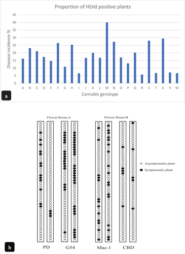 Fig. 2 (a) Disease incidence (percentage of infected plants) on cannabis stock plants sampled over a 6–8-month period representing 23 genotypes. All genotypes were confirmed to have HLVd present in root tissue samples by RT-PCR. The range of infected plants varied from 5% to 40%. (b) distribution of cannabis plants with visible symptoms of stunting and reduced inflorescence growth (plants marked with) in two flowering rooms represented by four different genotypes. The (x) represents asymptomatic plants.