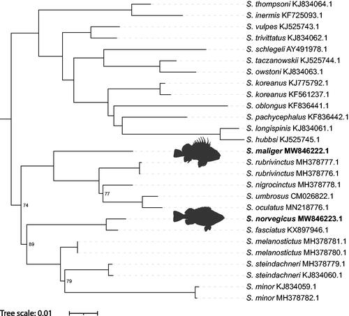 Figure 1. Phylogenetic tree inferred by maximum likelihood using W-IQ-Tree from 27 Sebastes mitogenomes. Sebastiscus tertius (MT117231) was used as an outgroup but is not displayed. Ultrafast bootstrap values >95 are not shown. “Sebastes norvegicus” by Jan Fekian is licensed under CC BY-SA 4.0/Silhouette of original.