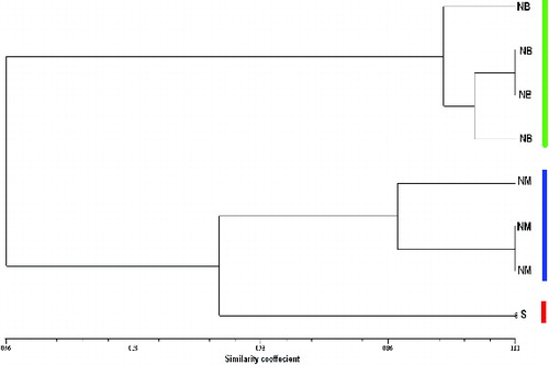 Figure 1. UPGMA dendrogram of 8 olive accessions based on Dice's similarity coefficients, using 17 SSR markers. NB: Nabali Baladi; NM: Nabali Mohassan; S: Surri.