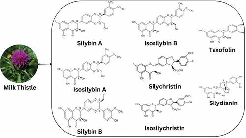 Figure 1. Chemical structure of the basic components of Silymarin.
