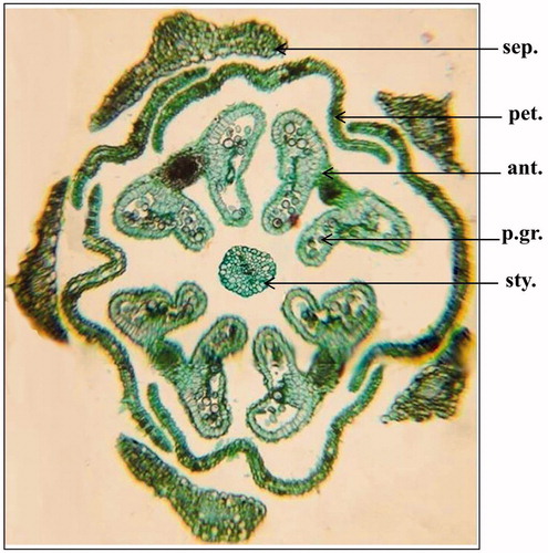 Figure 5. Transverse section of the flower of Mentha suaveolens Ehrh. (At the upper part of the calyx) (X = 60). ant., anther; pet., petals; p.gr., pollen grains; sep., sepals; sty., style.