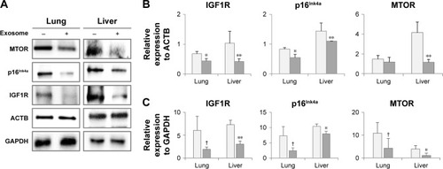 Figure 6 Expression of aging-associated biomarkers following the injection of exosomes from 3-month-old to 18-month-old mice.Notes: Following the analysis of protein expression by Western blotting (A), relative quantity of protein expression was determined by comparison with ACTB expression (B) and GAPDH expression (C). †P<0.1; *P<0.05; **P<0.01.