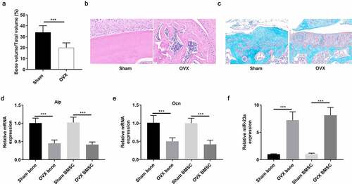 Figure 1. MiR-100 is upregulated in bone tissues and BMSCs of OVX mice. (a) OVX induced osteoporosis in mice was confirmed by detecting BV/TV. (b-c) H&E and safranin O-fast green staining of femur tissues from control mice and OVX mice. (d-e) RT-PCR analysis was used to determine the expression of ALP and OCN in sham and bone tissues and BMSCs of OVX mice. (f) RT-PCR analysis was used to determine the expression of miR-100 in sham and OVX bone tissues and BMSCs of OVX mice. All experiments were carried out three times independently. The error bar indicates SD. ***p < 0.001.