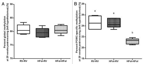 Figure 6. DNA methylation at (A) global and (B) pro-opiomelanocortin (POMC)-specific of left hypothalamus in male offspring at 29 weeks post-weaning. Diet abbreviations: RV, the AIN-93G diet with the recommended vitamins; HFol, RV+10-fold the folate content. Gestational and pup diets denoted before and after the dash line, respectively. Global DNA methylation not significant, n = 5/group. ab POMC-specific methylation p = 0.0001 by one-way ANOVA followed by Tukey’s post-hoc test, n = 4–6/group. Values are mean ± SEM.