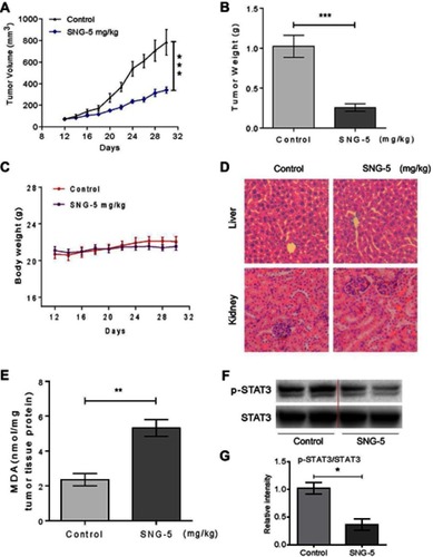 Figure 4 Sanguinarine (SNG) inhibits HeLa xenograft tumor growth in vivo. (A) SNG (5 mg/kg) treatment significantly inhibited tumor volume. (B) SNG (5 mg/kg) treatment significantly reduced tumor weight. (C) SNG treatment did not affect the bodyweight of mice. (D) HE staining of the major organs (liver, kidney), magnification 20x. (E) The levels of MDA in the tumor tissues. (F) Western blot analysis on the expression of p-STAT3 and STAT3 from respective tumor tissue lysates. STAT3 was used as protein loading control. (G) Quantification of data presented in panel F. The results shown are representative of at least three independent experiments. Data are shown as mean ± SEM (n=3) (*P<0.05, **P<0.01, ***P<0.001).