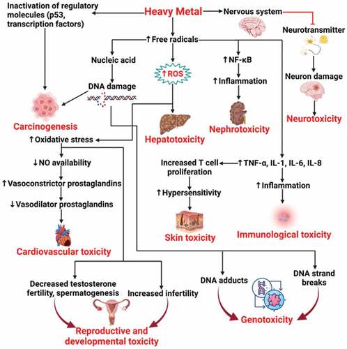 Figure 6. Heavy metals toxicological mechanisms and consequent health effects. Reproduced from Mitra et al. (Citation2022), under creative commons CC by license.