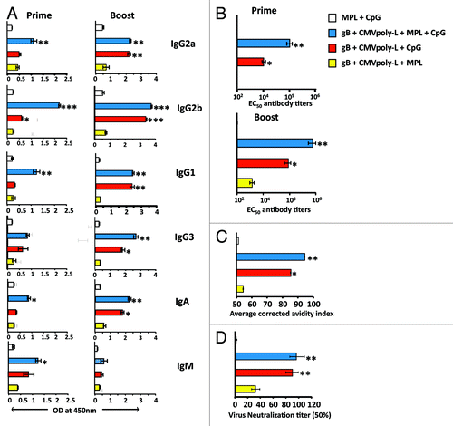 Figure 8. Assessment of CMV-specific humoral responses following vaccination with CMV vaccine adjuvanted with TLR agonists. To study the synergistic or antagonistic effect of TLR4 and TLR9, four groups (n = 5/group) of HHD-I mice were immunized subcutaneously with CMV-gB and CMVpoly-L proteins adjuvanted with TLR4 alone, TLR9 alone, or TLR4 and TLR9. On day 21 these mice were tail bled and a booster dose was given. Mice were sacrificed on day 50 to assess CMV-gB specific humoral immune responses. A shows gB-specific isotype (IgG1, IgG2a, IgG2b, IgG3, IgA, and IgM) antibody responses in pooled serum samples from treatment groups assayed in triplicates on days 21 and 50. The data represent the mean ± SEM ***P < 0.001, **P < 0.01, and *P < 0.05 (calculated using students’s t test). B shows the CMV-gB specific 50% effective concentration (EC50) antibody titers determined by ELISA on day 21 in pooled sera and on day 50 in individual mouse serum. Error bars represent the mean ± SEM ** P < 0.01. C shows avidity maturation of CMV-gB specific antibody responses. Pooled serum samples from immunized mice at day50 were tested for their CMV-gB specific binding avidity using urea dissociation avidity assay. Bar graphs represent the average corrected avidity index. *P < 0.05, **P < 0.01. D shows 50% CMV-specific neutralizing antibody titers induced following immunization. On day 50, sera from individual groups were pooled, serially diluted, and pre-incubated with HCMV AD169 strain. MRC-5 cells were infected with serum-treated virus and virus infectivity was determined using an IE-1/IE-2 micro-neutralization assay. Neutralizing assay was performed in triplicates. **P < 0.01.