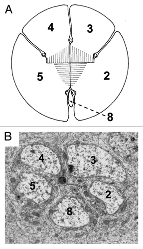 Figure 3. Structural similarities between the organization of the five photoreceptor cluster of the Phyllopoda and the precluster of Drosophila. (A) Shows a drawing of the five photoreceptors of adult Leptodora kindtii adapted from.Citation24 The image has been rotated from the original, and the numbers of the photoreceptors changed to correspond with the Drosophila nomenclature. The hatching in the middle represents the rhadom of the photoreceptors. (B) Shows a TEM photograph through the Drosophila precluster. Although the two images are from different developmental stages, and the R8 cells are of dramatically different sizes, the overall topology of the cells is largely conserved.