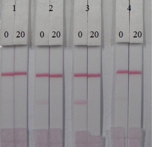 Figure 5. Optimization of the immunochromatographic strip by using different coating antigen. (1) AC: OVA (1:60); (2) AC:BSA (1:60); (3) AC:BSA (1:30); and (4) AC: OVA (1:30). 0 = 0 ng/mL and 20 = 20 ng/mL.