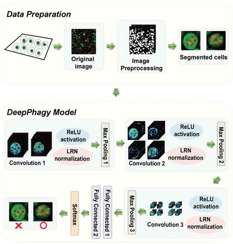 Figure 1. The DeepPhagy procedure for computationally identifying autophagic and non-autophagic yeast cells from fluorescent images. In the imaging pre-processing step, the original 1024 × 1024 confocal images were first downsampled to a lower resolution of 650 × 650 pixels for quicker processing. Individual cells were located and then cropped to a size of 61 × 61 pixels, centred on their weighted centroids. In the autophagy monitoring step, a 5-layer CNN model was constructed containing 3 consecutive convolutional blocks for feature representations and 2 fully connected layers for image classifications. The functions of ReLU, LRN and Max pooling were used to avoid gradient diffusion, improve the generalization capacity and reduce feature dimensionality, respectively.