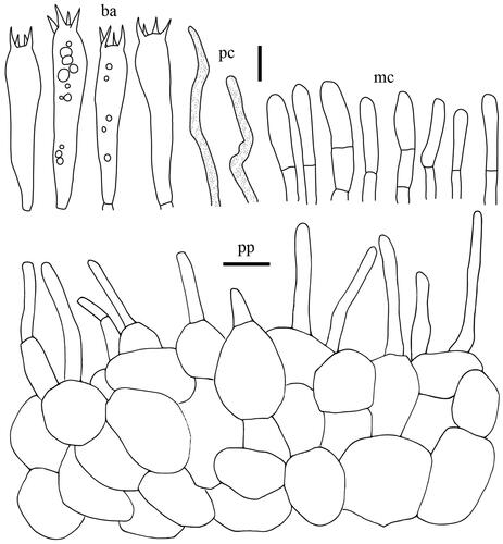 Figure 12. Microscopic features of Lactifluus stellatus sp. nov. All scale bars = 10 µm. Horizontal scale bars are for pileipellis and vertical scale bars are for other microscopic features.