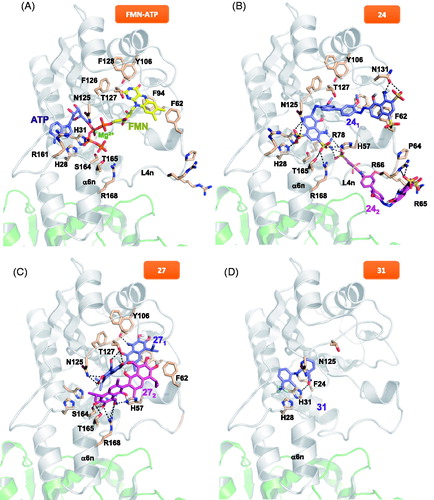 Figure 6. Docking models for the binding conformations of the selected FMNAT hits to the CaFADS FMNAT module. (A) Model of the theoretical placement of substrates. ATP in violet, Mg2+ as a green dot and FMN in yellow. Data from (24). Best docking pose of (B) FADS:241 and FADS:241:242 models (241 in violet, 242 in pink), (C) FADS:271 and FADS:271:272 models (271 in violet, 272 in pink), and (D) FADS:31 (31 in violet, docking corresponds only to the flunixin bioactive part of 31, meglumine is the excipient). Side-chains of key residues are shown as CPK sticks with carbons in wheat. H-bonds are indicated as dashed lines. The protein is shown as a cartoon, having the FMNAT and RFK modules coloured in grey and green, respectively. Docking was performed using Autodock4.2.