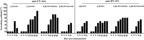 Figure 5. Specific antibody responses against CV-A16 or EV-A71 induced by the experimental vaccines. A ratio of 1:8 was considered as the detection, but not the protective threshold. Data represents the geometric mean of the antibody titer from three independent experiments.