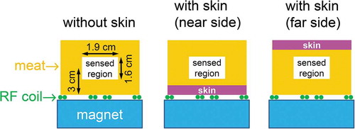 Figure 2. Schematics of fish meat samples mounted on the sensor, which consists of an RF coil and a magnet. The investigation depth was 3 cm. Two types of meat samples were prepared: meat with and without skin. Two sample arrangements were considered for samples with skin: the near- and far-side arrangements.