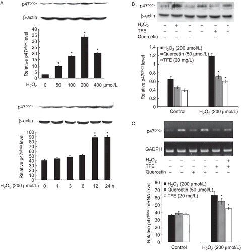 Figure 3.  Induction of p47phox by H2O2 is inhibited by TFE in VSMCs. A and B, western blotting. β-actin was used as an internal control; C, RT-PCR. GAPDH was used as an internal control. Bar graphs represent the relative level of p47phox protein (A and B) or mRNA (C) of three independent experiments. *P < 0.01 compared with 0 group (A) or H2O2 alone (B and C).