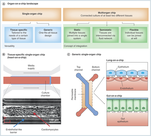 Figure 1.  The general concept of the organ-on-a-chip technology.(A) Current organ-on-a-chip systems can be categorized into two fundamental concepts: single-organ chips integrating one type of tissue or organ only and multi-organ chips featuring at least two different types of tissue or organ compartments. Single-organ systems, in turn, can be subdivided into tissue-specific (B) and generic (C) single-organ chips. While the geometry of organ/tissue-specific chips is precisely tailored to the needs of a certain type of tissue, a generic one-geometry-fits-all-tissues approach allows a rapid commercialization.