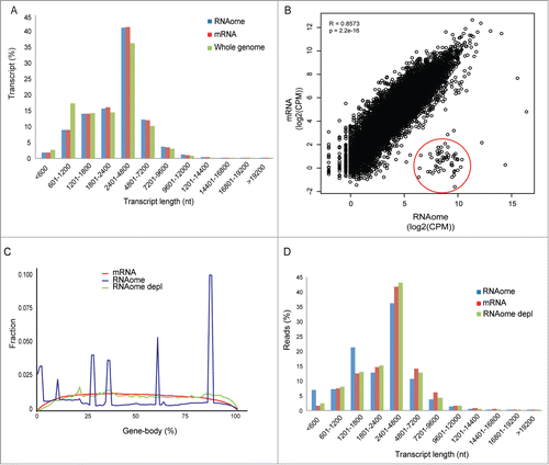 Figure 4. Representation of coding transcripts. (A) Coding transcript length distribution of the whole genome or detected by mRNASeq and RNAomeSeq. (B) The Pearson-correlation between and X-Y scatter plot of coding transcript expression between RNAomeSeq and mRNASeq, histones encircled in red. (C) Distribution of reads along the body of all coding transcript for mRNASeq, RNAomeSeq and RNAomeSeq depl (depleted of histones and transcripts with intronic snoRNA). (D) Distribution of reads aligning to the detected coding transcripts by mRNASeq, RNAomeSeq and RNAomeSeq depl (depleted of histones and transcripts with intronic snoRNA) in regard to transcript length.
