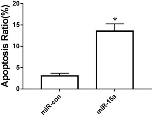 Figure 3. The effect of over-expression of miR-15a on chondrocyte apoptosis. *p < .05.