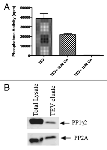 Figure 4. PP1 and PP2A bound to 14–3-3 are catalytically active. The TEV eluate isolated after first step of TAP purification was checked for the phosphatase activity of PP1 and PP2A as described in materials and methods. For protein phosphatase activity measurements, Phosphorylase a, a common substrate for both PP1 and PP2A was used. PP2A activity could be inhibited with 5nM okadaic acid. The activity of both PP2A and PP1 could be inhibited to basal levels with 1μM okadaic acid. (B) protein gel blot analysis of the TEV eluate showed that both PP1 and PP2A interact with 14–3-3 in testis.