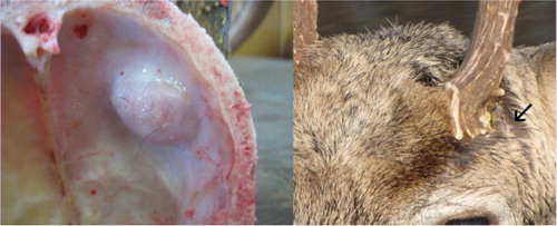 Fig. 1 Pitting of bone and fluid-filled nodule inside skull plate of infected white-tailed deer and male white-tailed deer with signs of IASM at Chesapeake Farms, Maryland, USA.